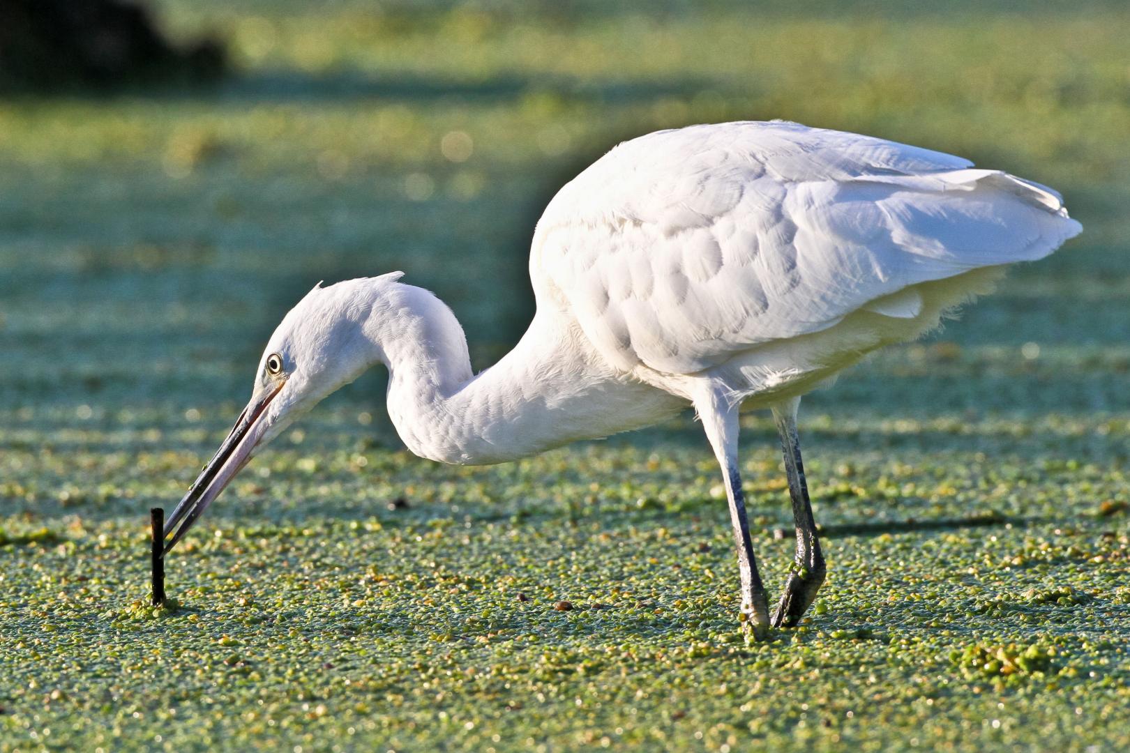 Faune Marais de Brouage