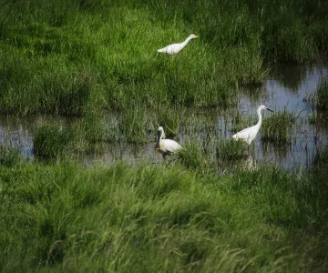 Le marais de Brouage