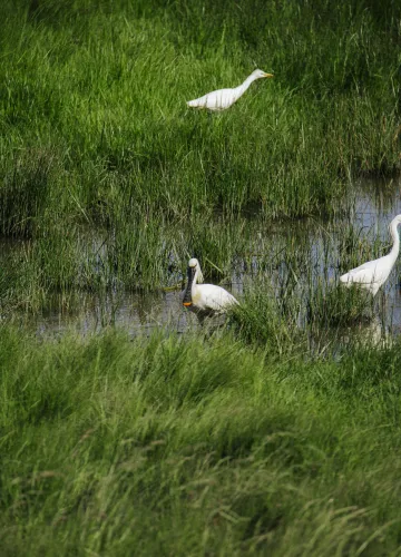 Le marais de Brouage