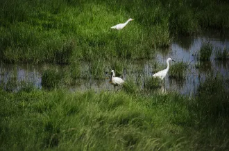 Le marais de Brouage