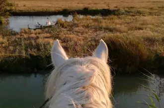 Chevaux de La Manade
