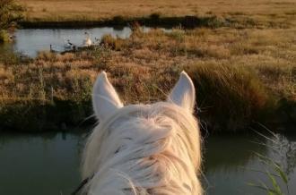 Chevaux de La Manade