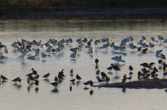Reserve-Moeze-Oleron-LPO-reposoirs de limicoles