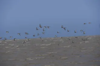 Printemps des réserves naturelles, rendez-vous à Moëze-Oléron_Saint-Froult