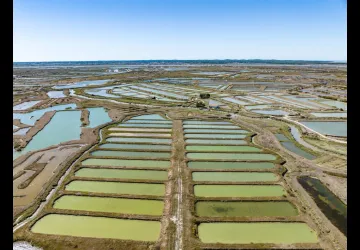 Marais de la Seudre_Marennes-Hiers-Brouage