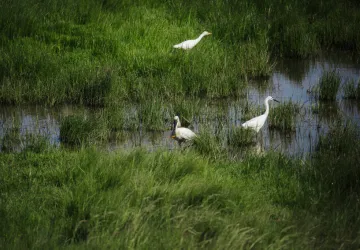 Marais de la Seudre_Nieulle-sur-Seudre