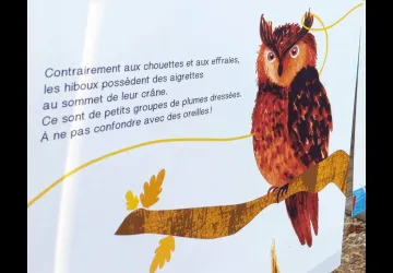 Exposition "Suis du doigt la Chouette"_Marennes-Hiers-Brouage