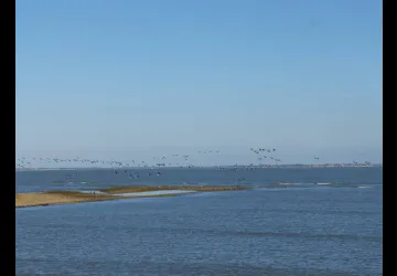 Réserve naturelle de Moëze-Oléron