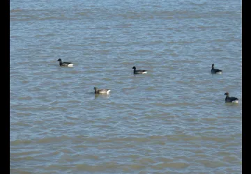 Réserve naturelle de Moëze-Oléron