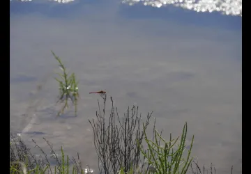Reserve-Moeze-Oleron-LPO-Sympetrum-sp