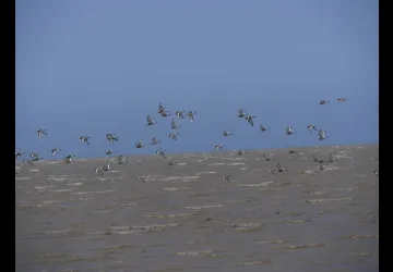 Printemps des réserves naturelles, rendez-vous à Moëze-Oléron_Saint-Froult