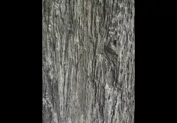 Exposition d'art : Pascal Clément_Marennes-Hiers-Brouage