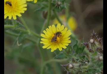 Printemps des réserves naturelles, rendez-vous du matin à Moëze-Oléron_Moëze
