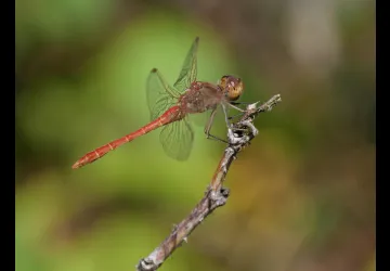 Printemps des réserves naturelles, rendez-vous du matin à Moëze-Oléron_Moëze