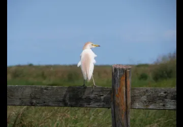 Printemps des réserves naturelles, rendez-vous du matin à Moëze-Oléron_Moëze