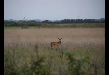Printemps des réserves naturelles, rendez-vous du matin à Moëze-Oléron_Moëze