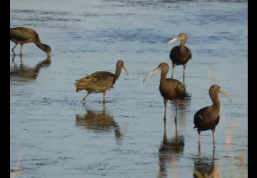 La Manade promenade à cheval