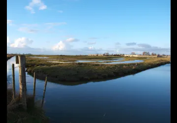 Balade botanique dans le marais de Brouage_Marennes-Hiers-Brouage
